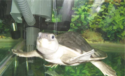 猪鼻龟特殊的繁殖方式
