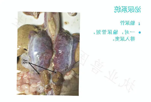 带你认识龟的呼吸系统、泌尿系统、生殖系统