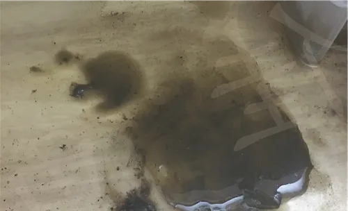宠物龟肠胃病的治疗原则
