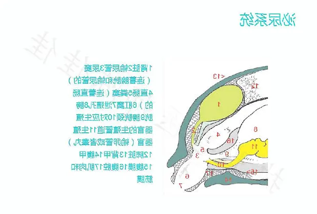 带你认识龟的呼吸系统、泌尿系统、生殖系统