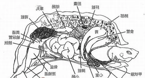 龟呼吸方式的详细介绍