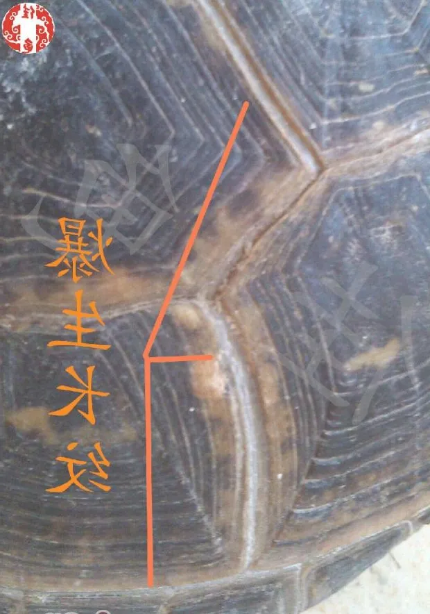 关于生长纹的认识和误区