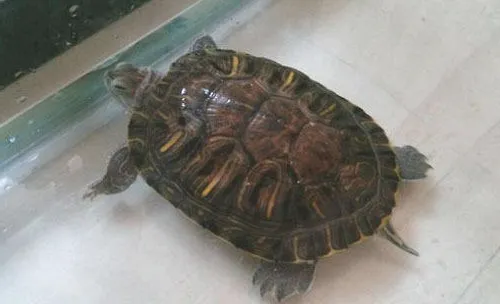 乌龟大便带虫怎么办？