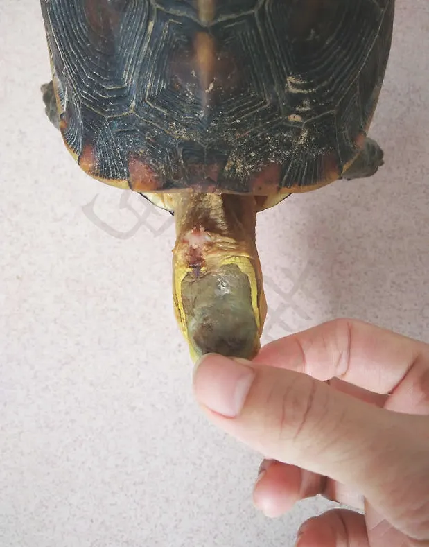 黄缘闭壳龟头部肿瘤手术