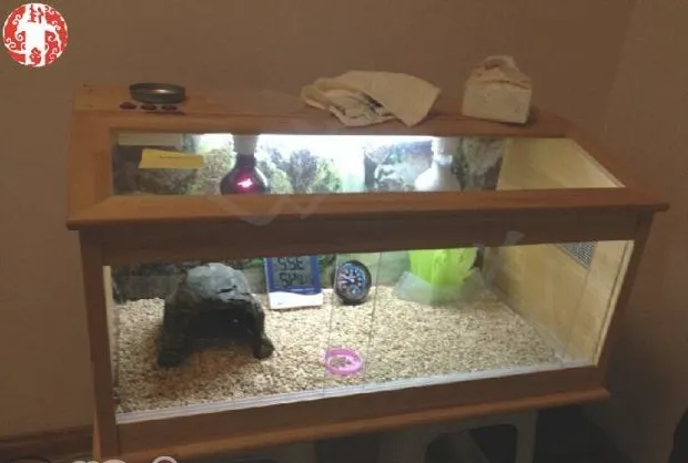 你知道各种各样的爬虫灯具有什么作用吗