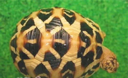 野生印度星龟的数量为什么在减少？