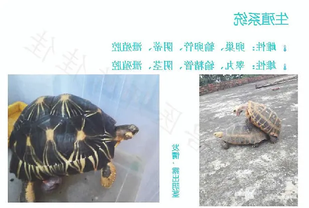 带你认识龟的呼吸系统、泌尿系统、生殖系统
