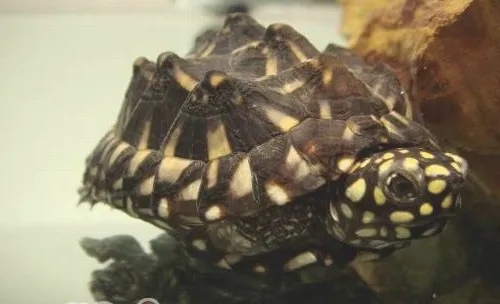 斑点池水龟的饲养心得