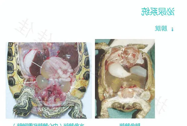带你认识龟的呼吸系统、泌尿系统、生殖系统