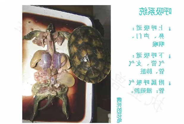 带你认识龟的呼吸系统、泌尿系统、生殖系统