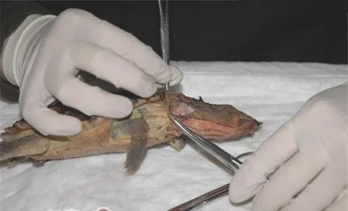 玛塔龟的尸检及解剖记录