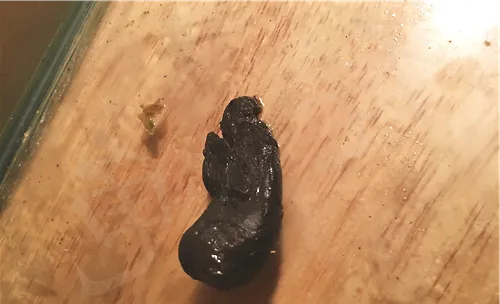 宠物龟肠胃病的治疗原则