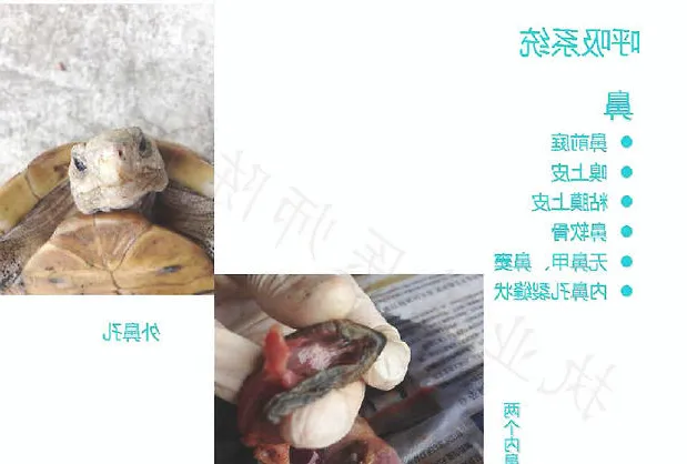 带你认识龟的呼吸系统、泌尿系统、生殖系统