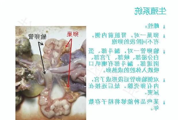 带你认识龟的呼吸系统、泌尿系统、生殖系统