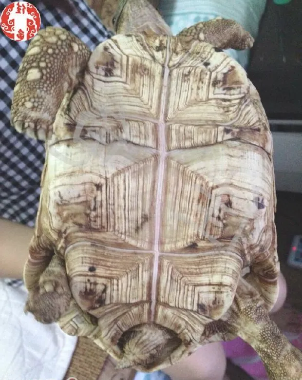 关于生长纹的认识和误区