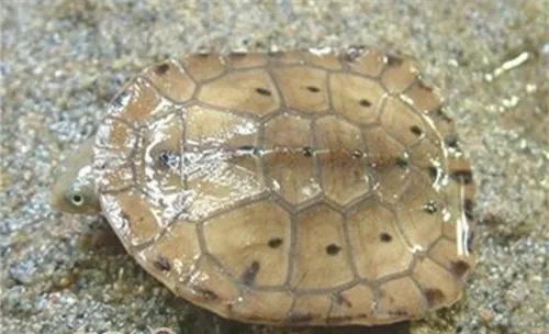 观赏龟养护之巴西渔龟