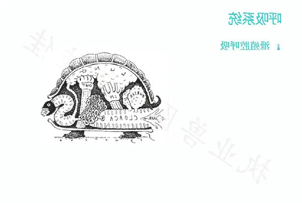 带你认识龟的呼吸系统、泌尿系统、生殖系统