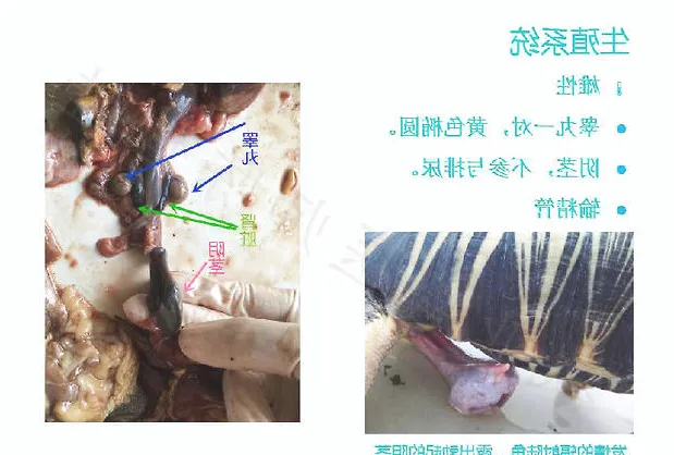 带你认识龟的呼吸系统、泌尿系统、生殖系统