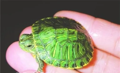 日常照顾巴西龟的方法