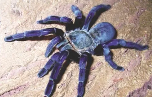 “金属蓝”蜘蛛的习性特点