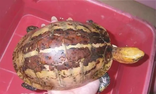 一般腐皮的处理方法