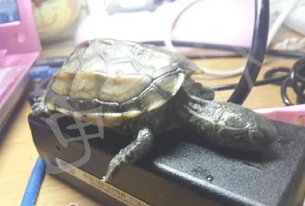 龟医生如何做病例初步预后判定