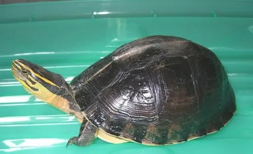 宠物龟内伤治疗