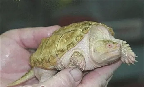 宠物龟人工繁殖和孵化的方法