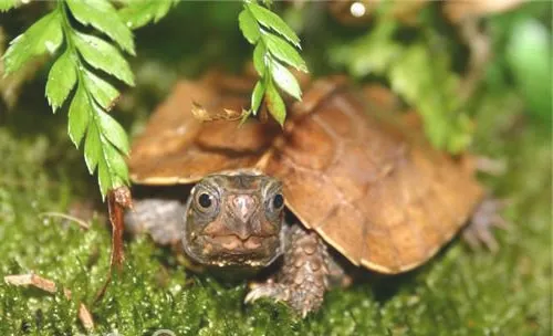 龟龟溺水时如何抢救