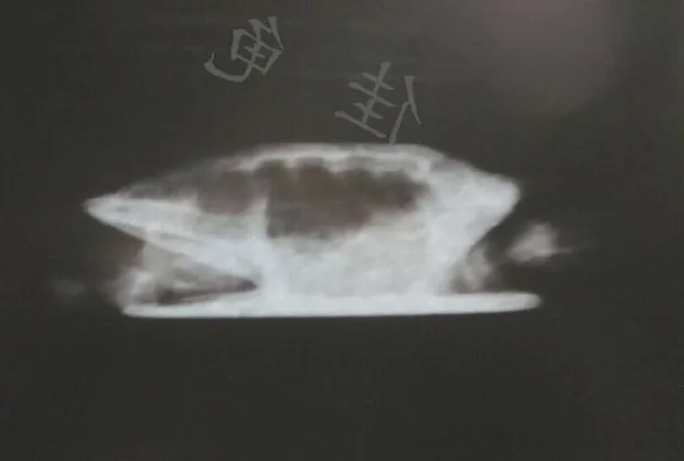 宠物龟能做X光吗？