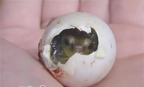 室内架式二层孵化龟卵的方法简介