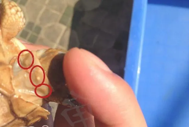 苏卡达陆龟的疥疮病