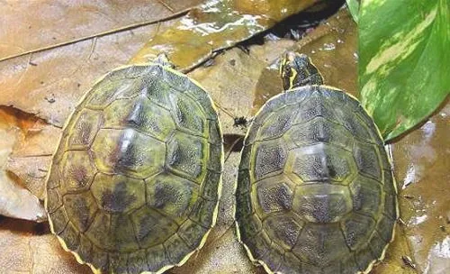 如何治疗宠物龟中暑