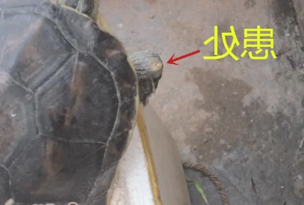 花龟前肢关节皮肤糜烂病例