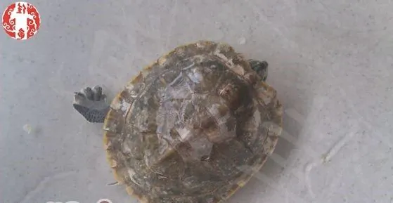 小偏方快速治疗龟的真菌病
