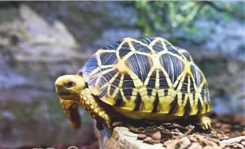 龟食道炎的防治方法