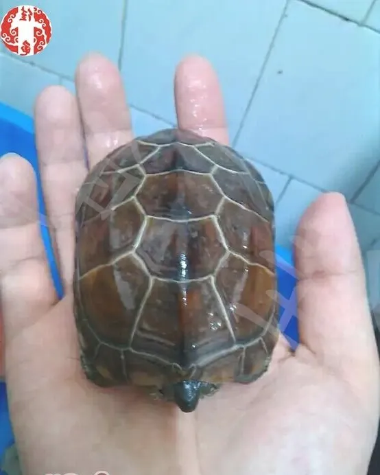 小偏方快速治疗龟的真菌病