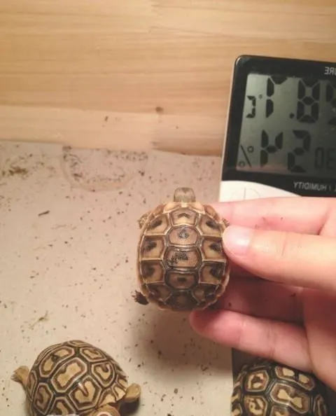 宠物龟会便秘吗？