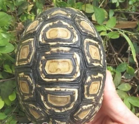 宠物龟会便秘吗？