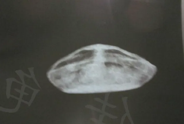 宠物龟能做X光吗？