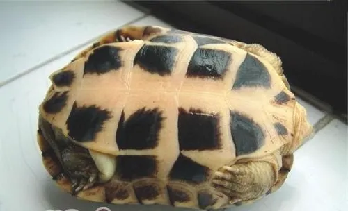 黄喉拟水龟的繁殖方法