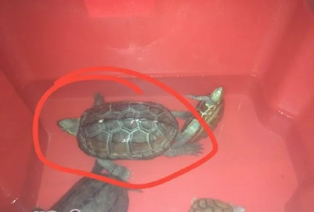 宠物龟难产怎么办