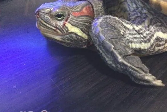 宠物龟摔伤的家庭处理方法
