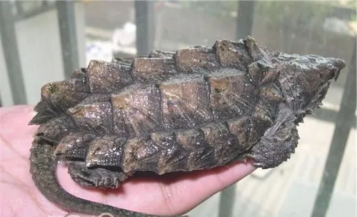 聚维酮碘溶液对龟的作用