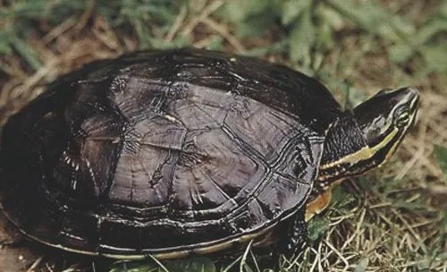 安南龟几种疾病的防治