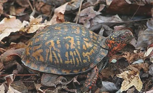 宠物龟外伤的处理方法