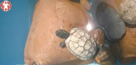 小偏方快速治疗龟的真菌病