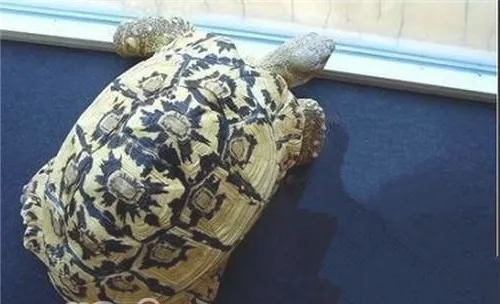 陆龟为什么会产生结石？