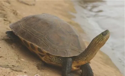 龟友记录：花龟腐甲并发肺炎的治疗全过程