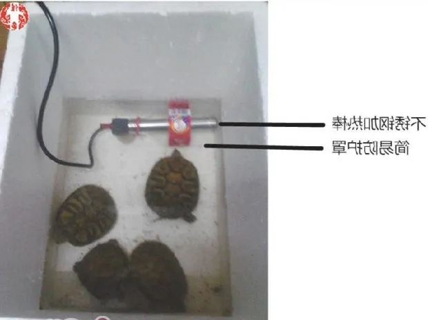 宠物龟疾病护理方法介绍系列之温度管理
